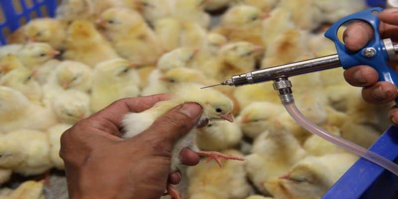Cách nuôi gà con mới nở - lịch tiêm vacxin chuẩn